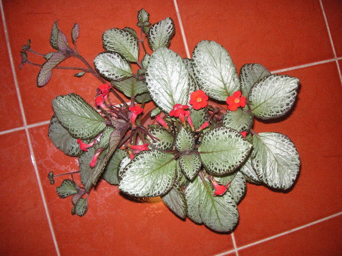 2517850300075666569loQbPU_fs - Episcii