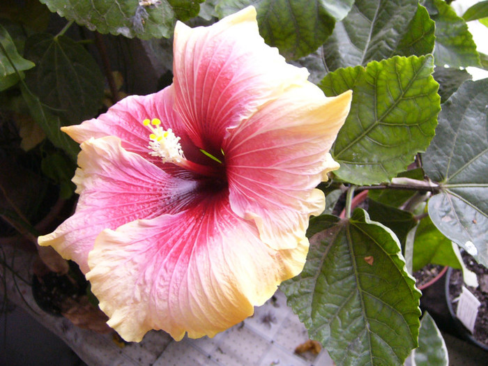 Tahitian Queen 9dec.2012