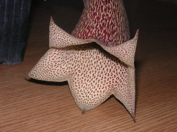 2192567980075666569MCSfWm_fs