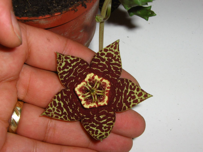 2267753530075666569LSSUmW_fs