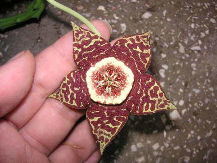 2421427720075666569mFBTSO_fs