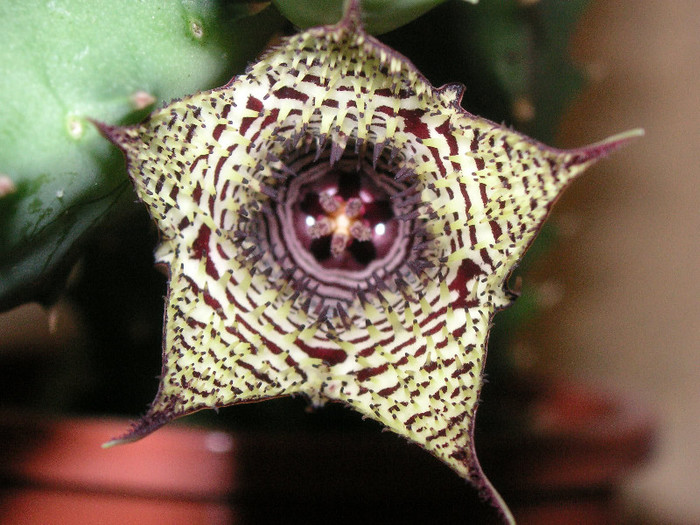 2556182610075666569TLkOEZ_fs