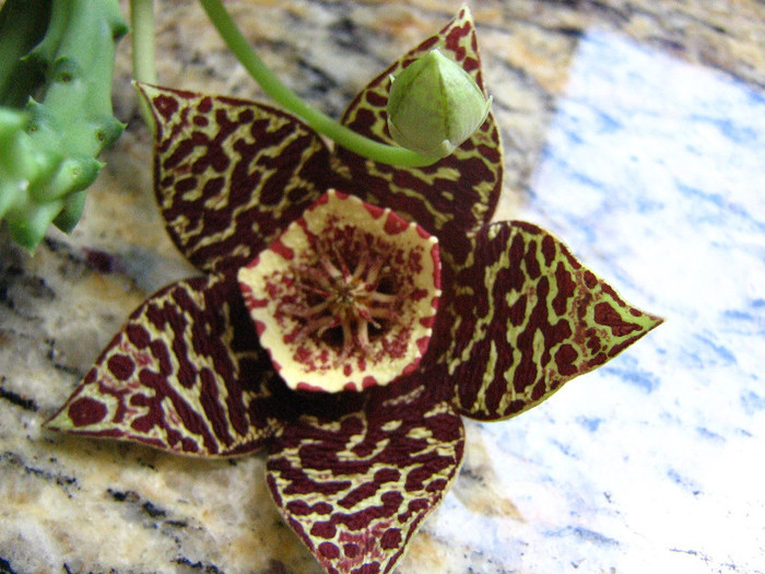 2573202360075666569FccCsH_fs