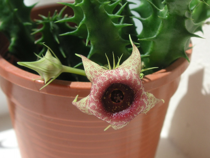 2682429900075666569EPwRgZ_fs