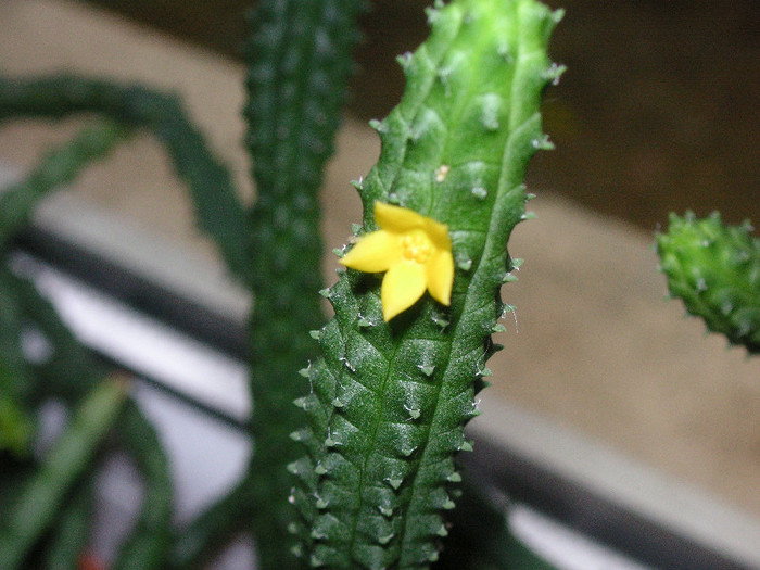 2711019320075666569PxiQpv_fs