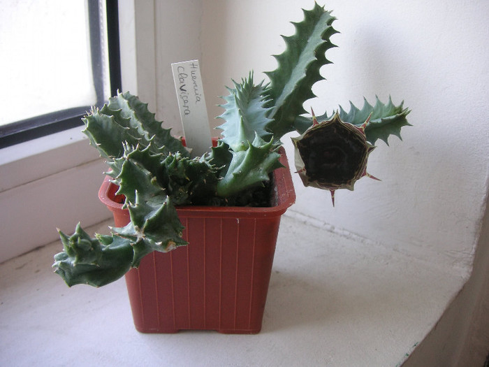 2877756350075666569wvrGdi_fs