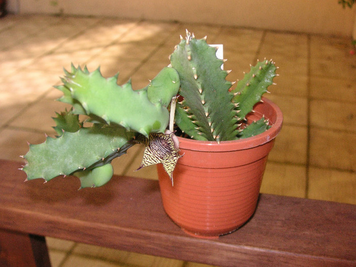 2919586090075666569OPVDLl_fs