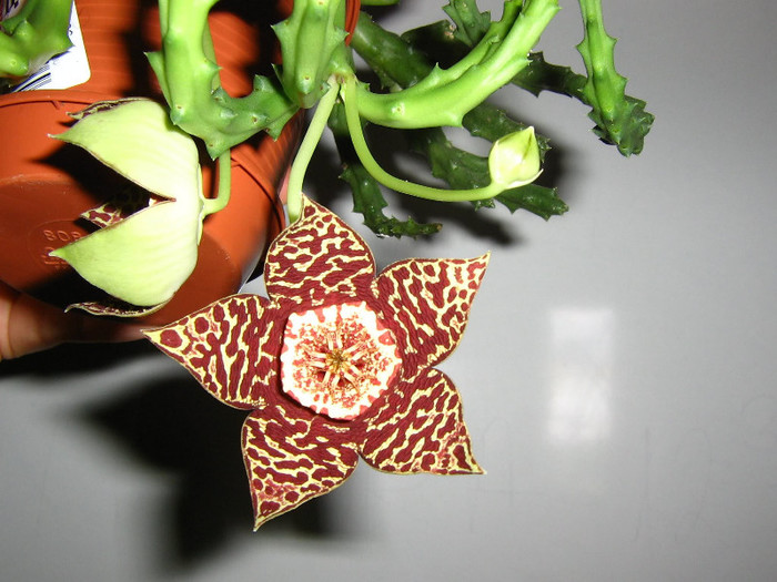 2933745800075666569oOEdTo_fs