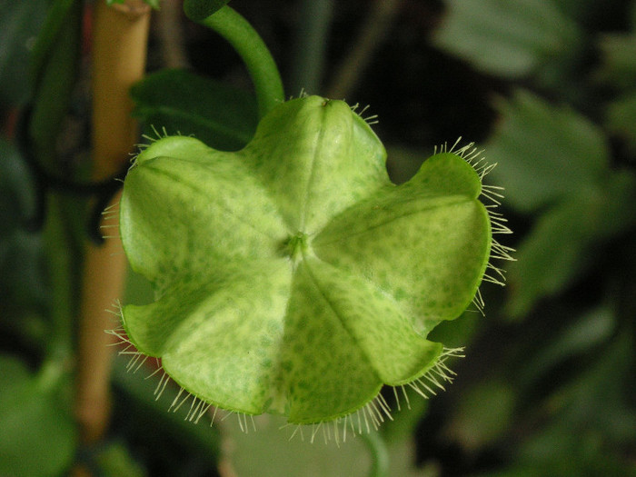 2049532500075666569mpzCfB_fs - Ceropegia