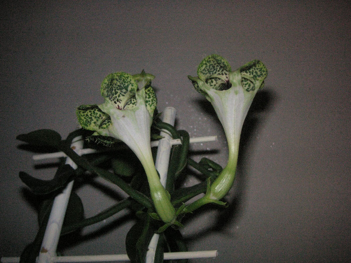 2916097200075666569RSoEgu_fs - Ceropegia