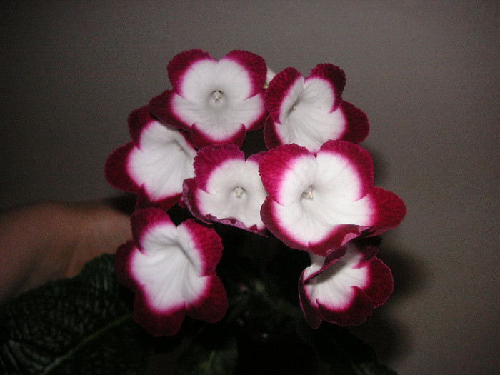 2996401400075666569xHhiTs_fs - Streptocarpus