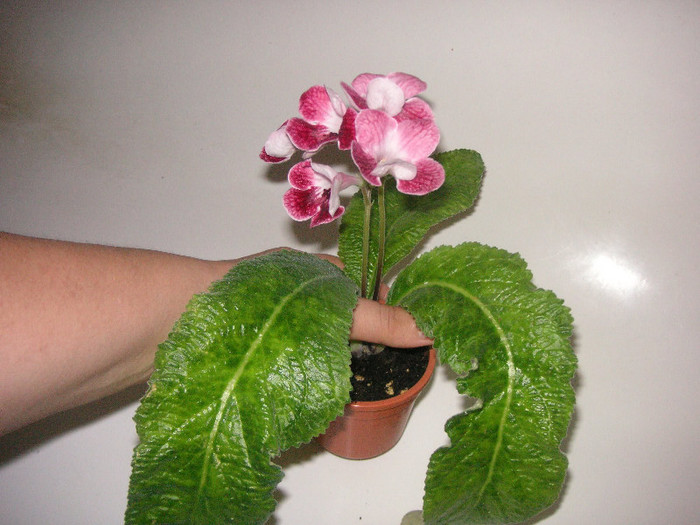 2022719850075666569pDLXNl_fs - Streptocarpus