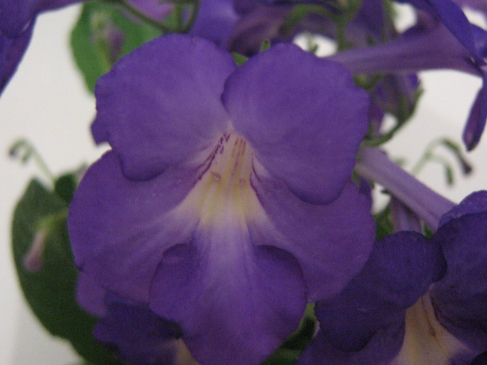 2038256460075666569DPzIoa_fs - Streptocarpus