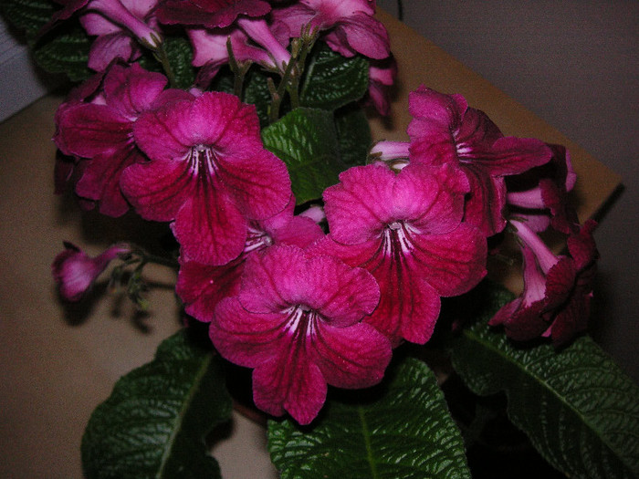 2043873140075666569SCesLD_fs - Streptocarpus