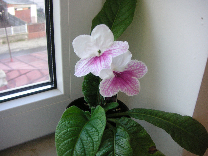 2056405840075666569EqzdsQ_fs - Streptocarpus