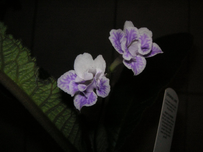 2071600630075666569gGwNYK_fs - Streptocarpus