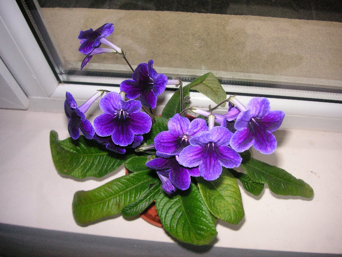 2100279100075666569mbgxTd_fs - Streptocarpus