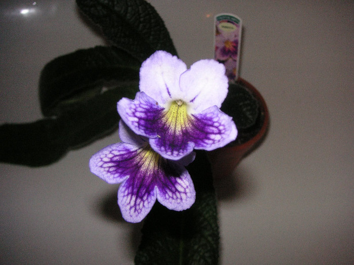 2329339800075666569fGpzjN_fs - Streptocarpus