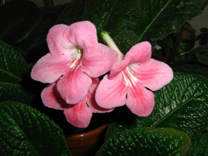 2383203710075666569xruEFg_fs - Streptocarpus