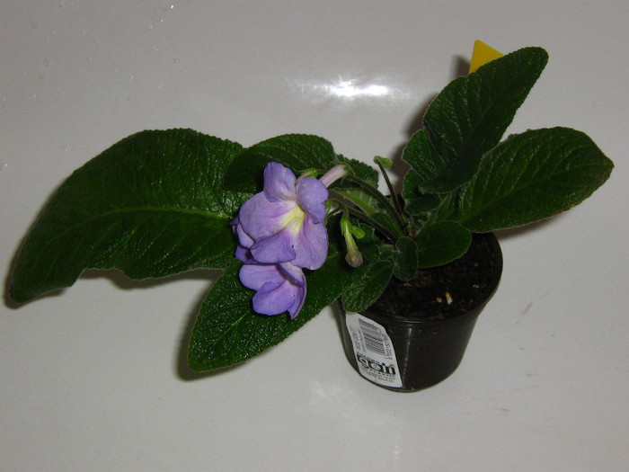 2434962140075666569vseRxd_fs - Streptocarpus