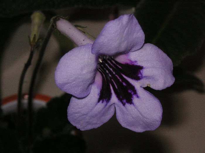 2435796810075666569wPHBBC_fs - Streptocarpus