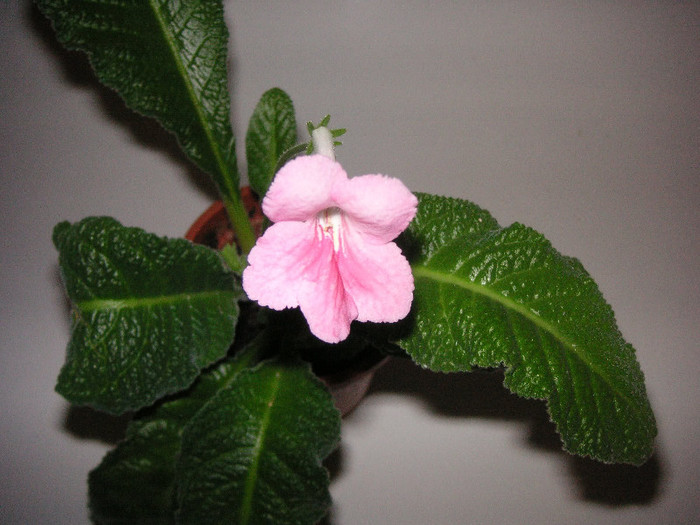 2444830290075666569XbHqqD_fs - Streptocarpus
