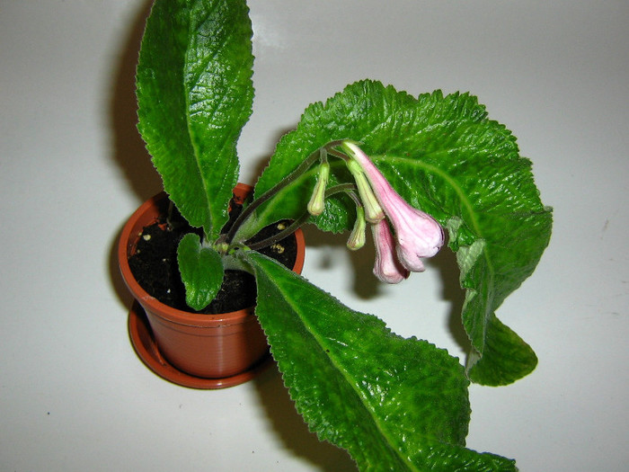 2447802380075666569ZUCUcf_fs - Streptocarpus