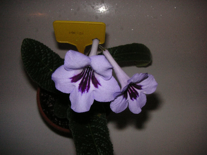 2456521490075666569fMmKca_fs - Streptocarpus