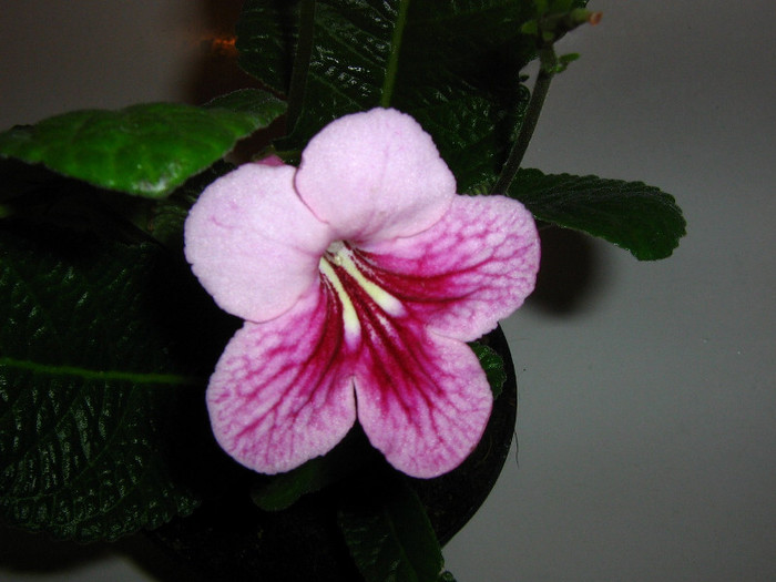 2456645800075666569njBTUS_fs - Streptocarpus