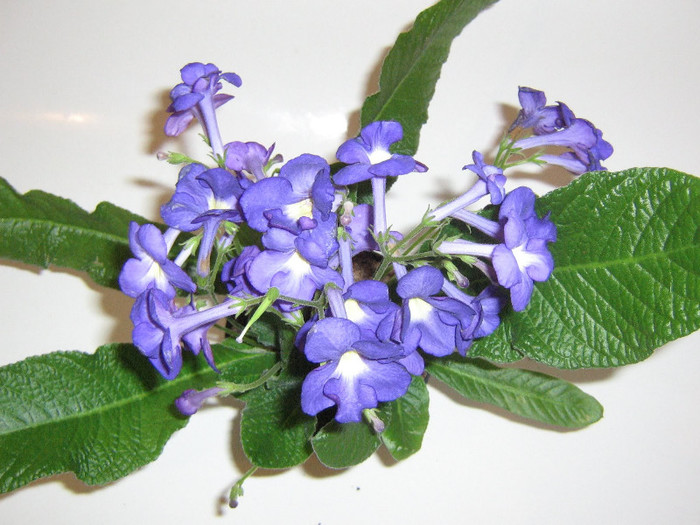2458254390075666569rwPfQr_fs - Streptocarpus