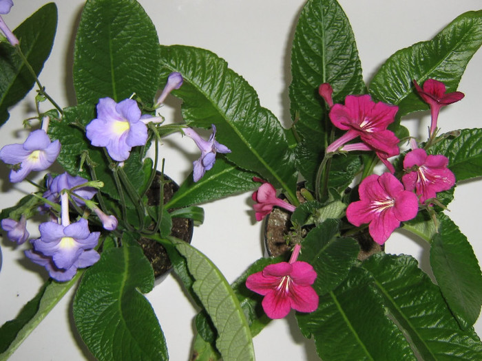 2477434400075666569XbOPZa_fs - Streptocarpus