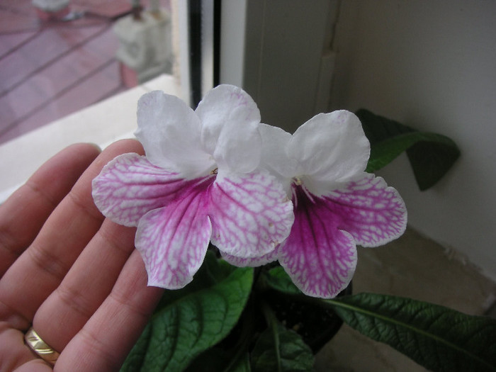 2484318020075666569fGbYky_fs - Streptocarpus