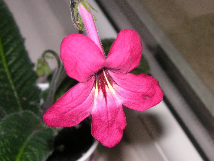 2489279870075666569kIDNcn_fs - Streptocarpus
