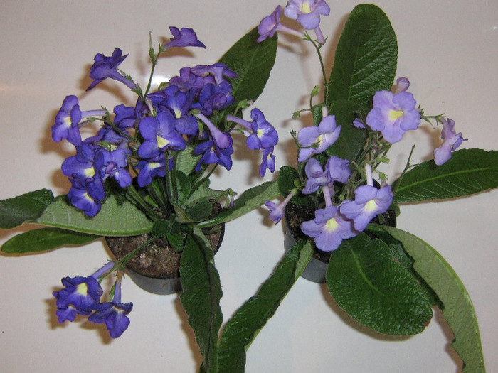 2511650650075666569yNvZFN_fs - Streptocarpus