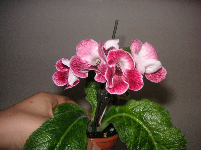 2519097670075666569DAjsQP_fs - Streptocarpus