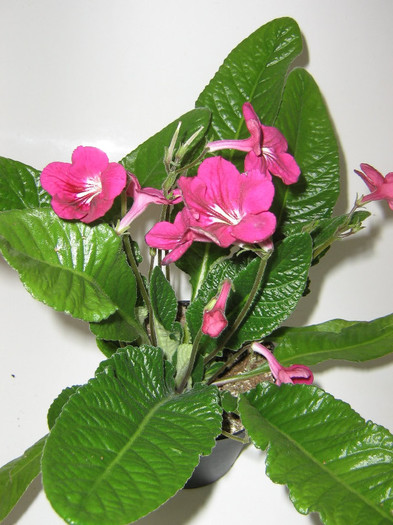 2530915880075666569xCSIeH_fs - Streptocarpus