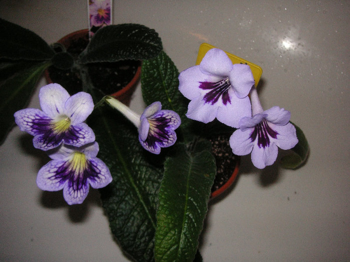 2542048870075666569nnWxJH_fs - Streptocarpus