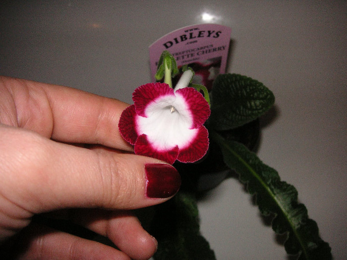 2548132990075666569YUyvAN_fs - Streptocarpus