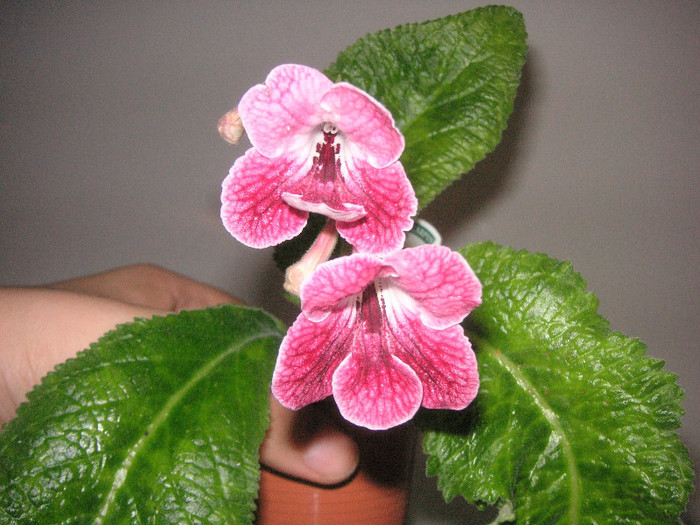 2548472910075666569sQQCoK_fs - Streptocarpus