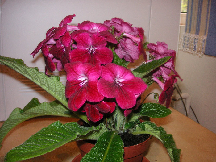 2595502510075666569fbgbTR_fs - Streptocarpus