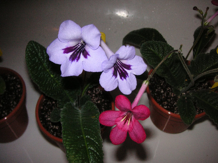 2609137270075666569rwlonm_fs - Streptocarpus