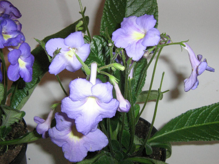 2614783580075666569YVIudl_fs - Streptocarpus