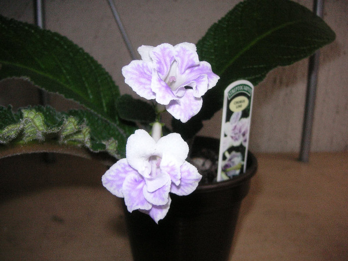 2620379990075666569RupgdS_fs - Streptocarpus