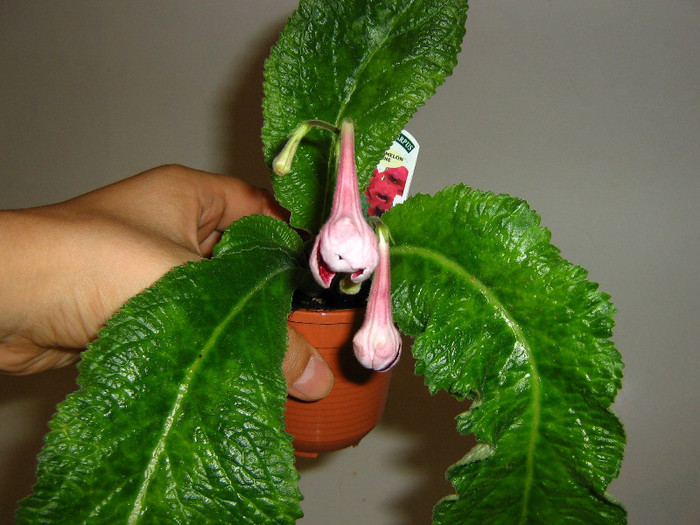 2621841620075666569fiacrz_fs - Streptocarpus