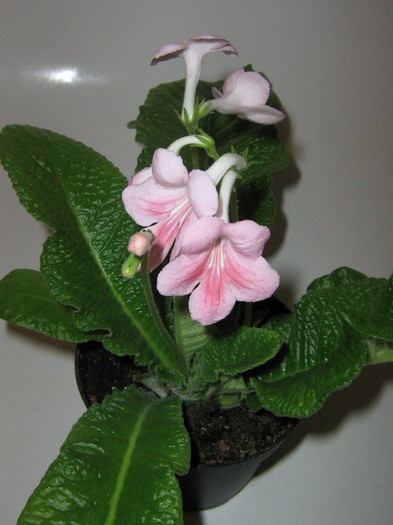 2625103580075666569lVrEDk_fs - Streptocarpus