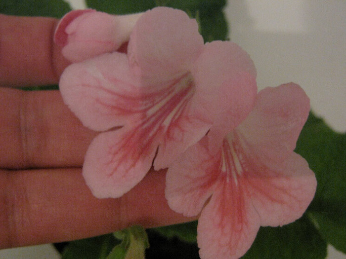 2643551210075666569vMtAfX_fs - Streptocarpus