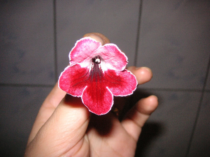 2677538940075666569TTuZvb_fs - Streptocarpus