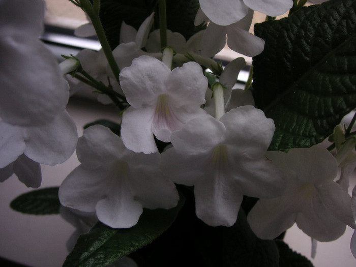 2679830190075666569vAyZxi_fs - Streptocarpus