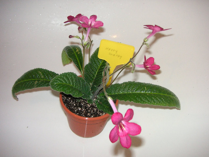 2679866810075666569ufNesz_fs - Streptocarpus
