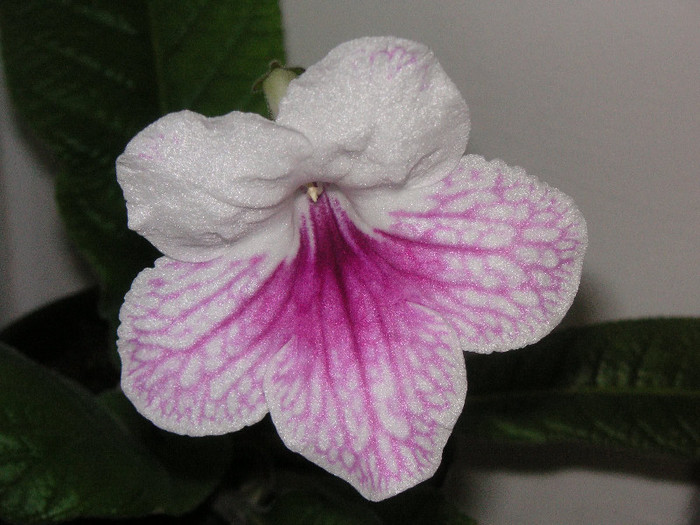 2685035740075666569bBenmf_fs - Streptocarpus